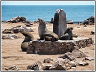Cape Cross Seal Reserve