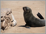 Cape Cross Seal Reserve