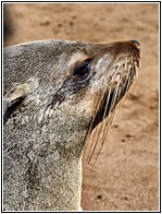 Cape Cross Seal Reserve