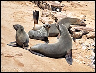 Cape Cross Seal Reserve