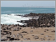 Cape Cross Seal Reserve