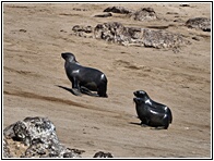 Cape Cross Seal Reserve