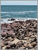 Cape Cross Seal Reserve