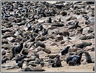 Cape Cross Seal Reserve