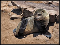 Cape Cross Seal Reserve