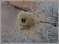 Spitzkoppe