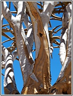Quiver Tree