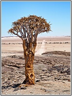 Quiver Tree