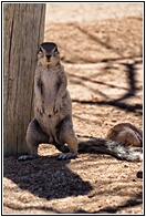 Ground Squirrel