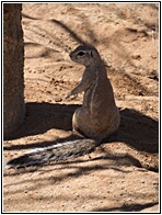 Ground Squirrel