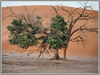 Sossusvlei