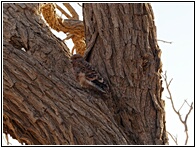 Young Hawk