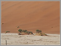 Deadvlei