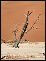 Deadvlei
