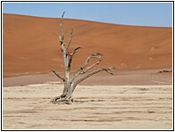 Deadvlei