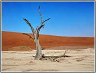 Deadvlei