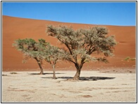 Deadvlei