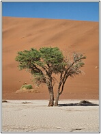 Deadvlei