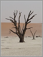Deadvlei
