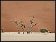 Deadvlei