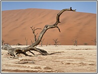 Deadvlei