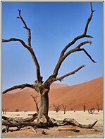 Deadvlei