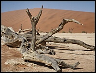 Deadvlei