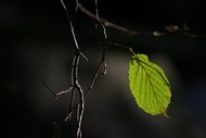 Sola