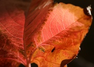Hoja e Insecto