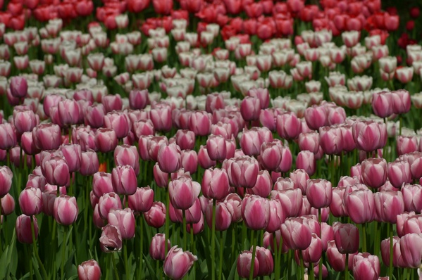 Flowers in Central Park