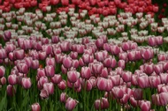 Flowers in Central Park