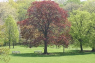 The red tree