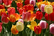 Tulips in Tudor City