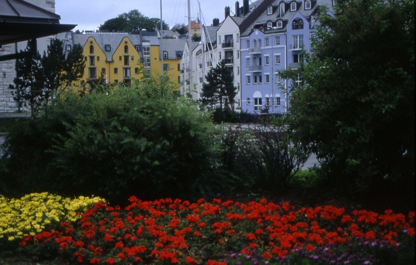 Flowers at lesund