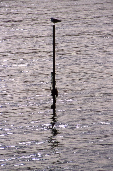 Seagull