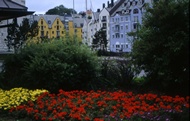 Flowers at lesund