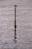 Seagull