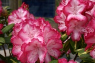 Flowers from Buaco