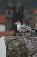 Seagull