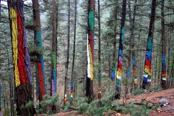 Bosque de Oma
