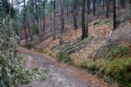 Bosque