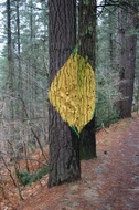 Rombo Amarillo