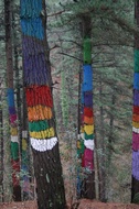 Bosque Encantado