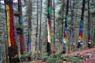 Bosque de Oma