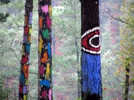 Bosque de Oma