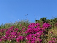 Flores y Cielo