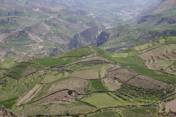 Cultivos en el Colca