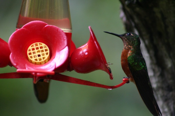 Colibri pechicastao