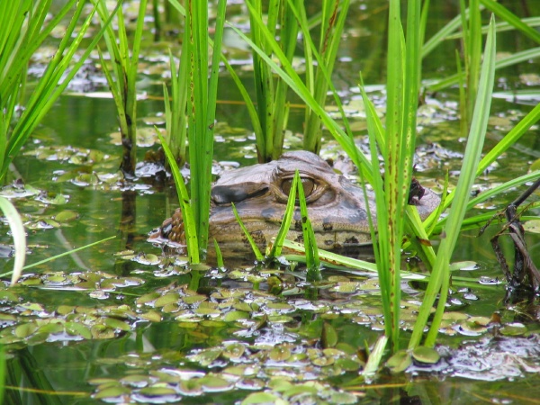Caiman