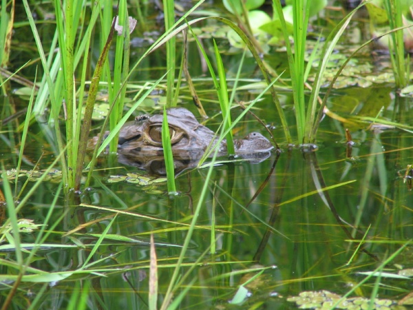 Caiman al acecho